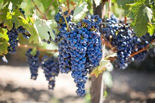 Weinreebe